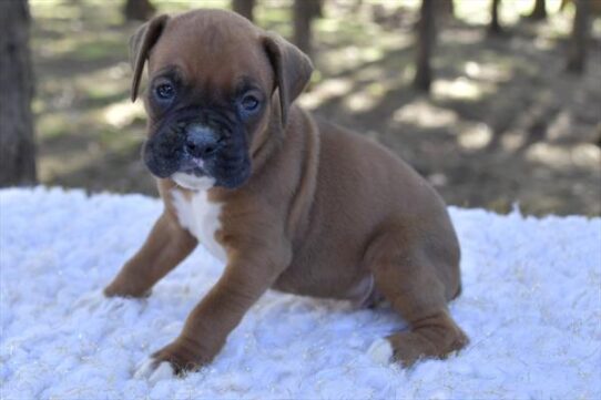 Boxer DOG Male Mahogany 5515 Petland Pensacola, Florida