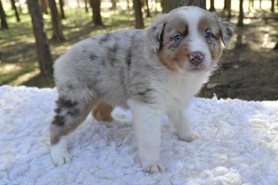 Australian Shepherd DOG Male Red Merle 5516 Petland Pensacola, Florida