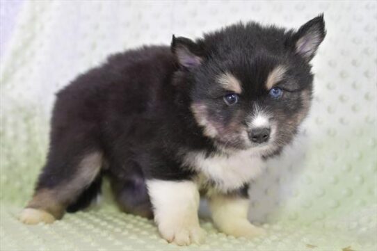 Pomsky DOG Male Black / Tan 5518 Petland Pensacola, Florida