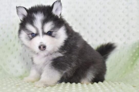 Pomsky DOG Female Gray / White 5519 Petland Pensacola, Florida