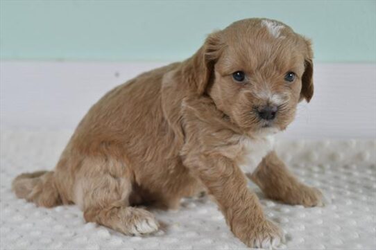 Goldendoodle Mini 2nd Gen DOG Female Apricot 5523 Petland Pensacola, Florida