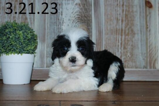 Sheepadoodle-DOG-Male-Black / White-5528-Petland Pensacola, Florida