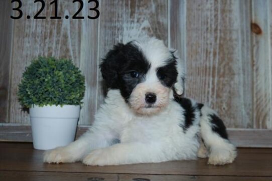 Sheepadoodle DOG Female Black / White 5529 Petland Pensacola, Florida