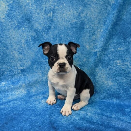 Boston Terrier-French Bulldog-DOG-Male-White Black / Brindle-876-Petland Pensacola, Florida