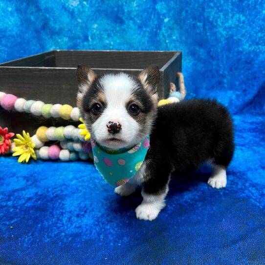 Welsh Corgi DOG Male Black/White 5547 Petland Pensacola, Florida