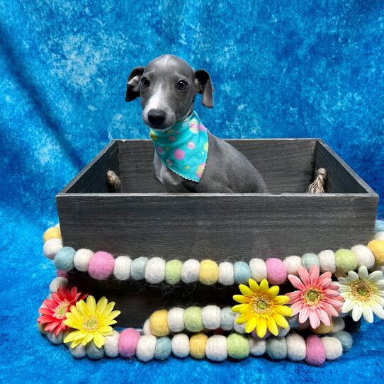 Italian Greyhound DOG Male Blue 5517 Petland Pensacola, Florida