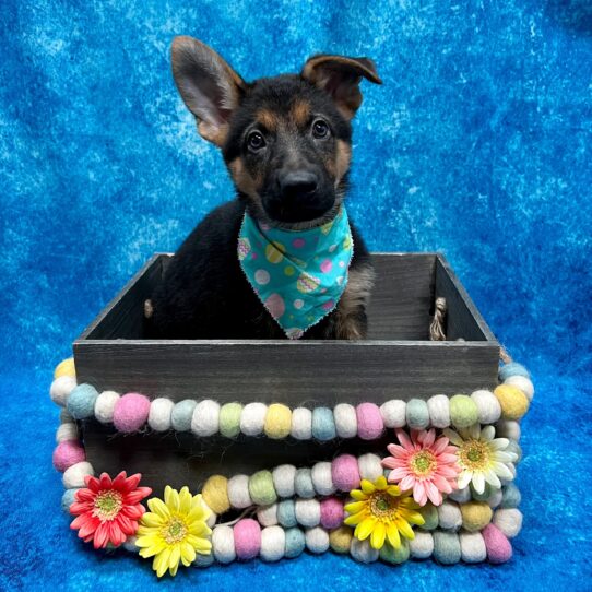 German Shepherd DOG Female Black / Tan 5520 Petland Pensacola, Florida