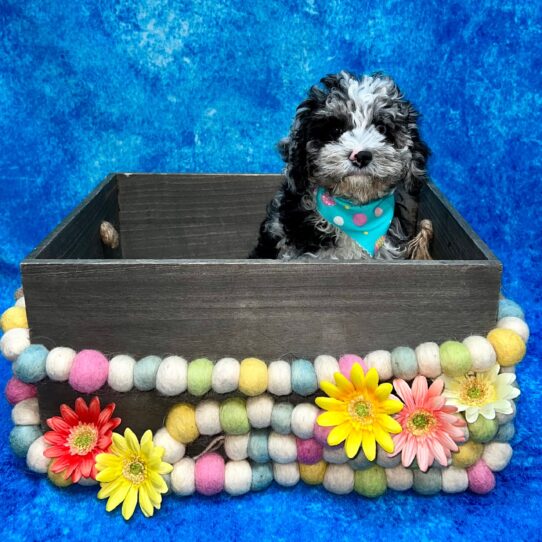 Cockapoo 2nd Gen DOG Female Blue Merle 5521 Petland Pensacola, Florida