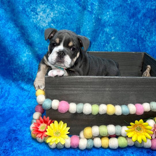 English Bulldog DOG Female Blue Tri 5549 Petland Pensacola, Florida