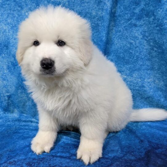 Great Pyrenees DOG Male White 873 Petland Pensacola, Florida