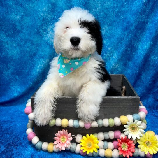 Old English Sheepdog-DOG-Male-Black / White-5479-Petland Pensacola, Florida