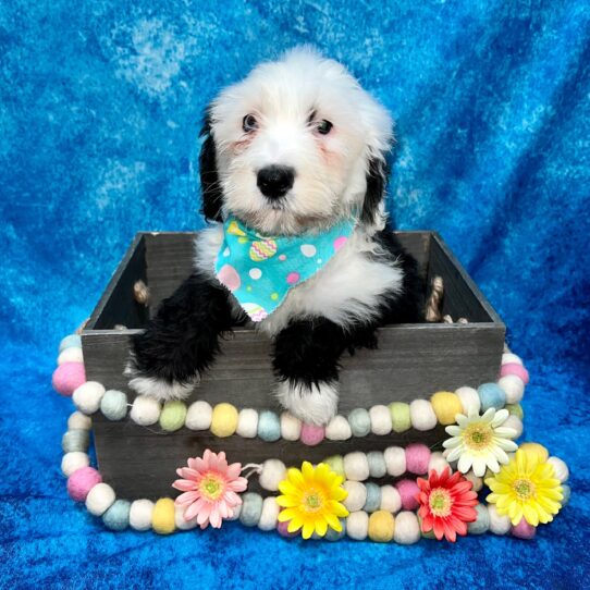 Old English Sheepdog DOG Female Black / White 5480 Petland Pensacola, Florida