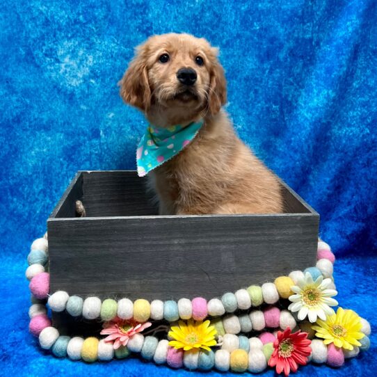 Golden Retriever DOG Female Golden 5525 Petland Pensacola, Florida