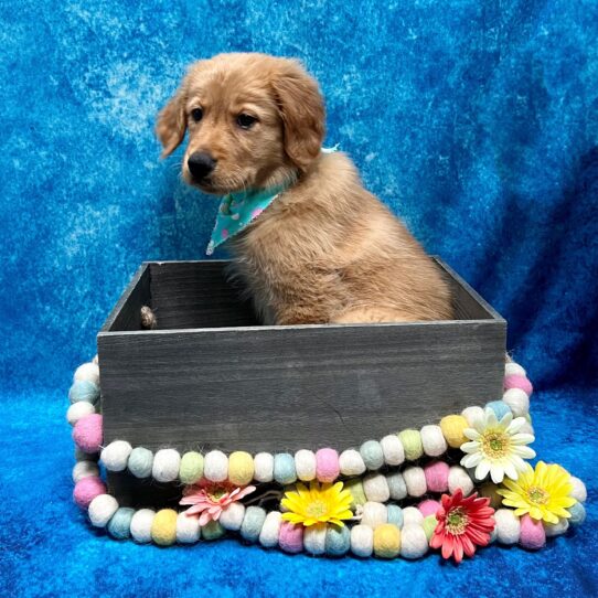 Golden Retriever DOG Male Golden 5524 Petland Pensacola, Florida