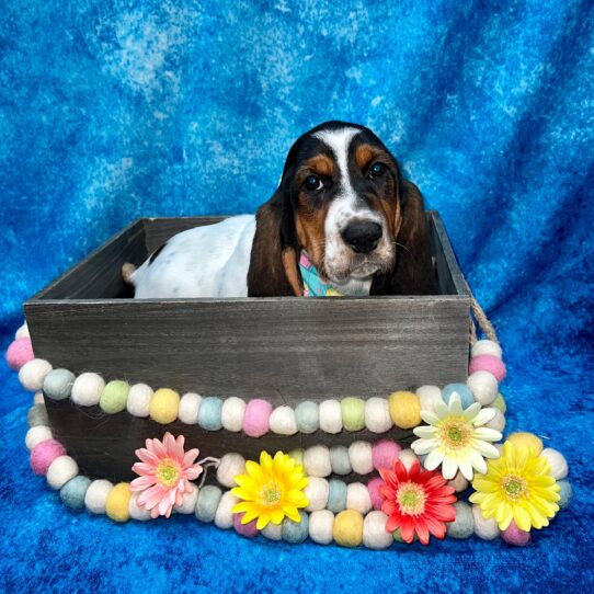 Basset Hound DOG Female Tri-Colored 5526 Petland Pensacola, Florida