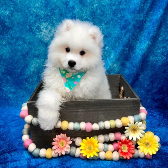 Samoyed DOG Female White 5527 Petland Pensacola, Florida