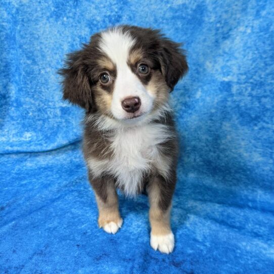 Miniature Australian Shepherd DOG Male Red Tri 878 Petland Pensacola, Florida