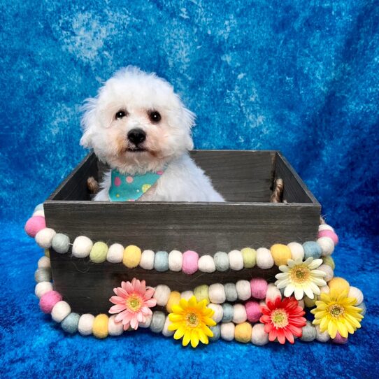 Bichon DOG Male White 5318 Petland Pensacola, Florida