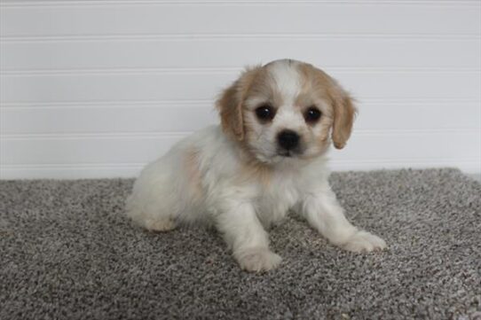 Cavachon DOG Female White 5561 Petland Pensacola, Florida