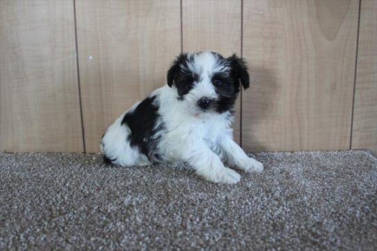 Mini Schnauzer DOG Male Brown Sable 5565 Petland Pensacola, Florida