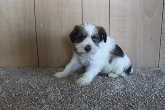 Mini Schnauzer DOG Female Chocolate / White 5566 Petland Pensacola, Florida