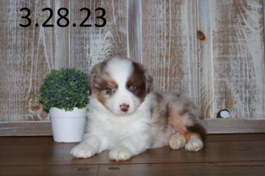 Australian Shepherd DOG Male Chocolate Merle 5568 Petland Pensacola, Florida