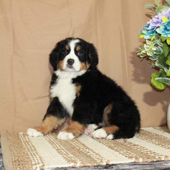 Bernese Mountain Dog DOG Male Black Tan / White 5571 Petland Pensacola, Florida