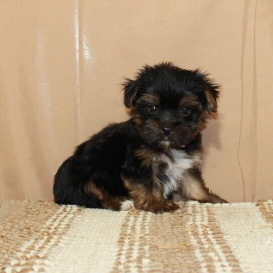 Yorkshire Terrier DOG Female Black / Tan 5572 Petland Pensacola, Florida