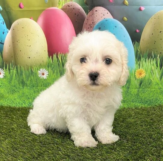 Teddy Bear DOG Male White / Cream 5573 Petland Pensacola, Florida