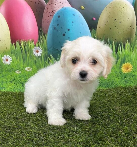 Teddy Bear DOG Female White / Cream 5574 Petland Pensacola, Florida