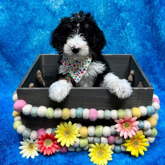 Bernedoodle DOG Female Tri-Colored 5564 Petland Pensacola, Florida