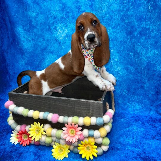 Basset Hound DOG Male Red / White 5569 Petland Pensacola, Florida