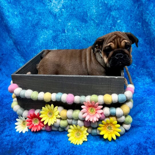 Bulldog-DOG-Male-Red-5570-Petland Pensacola, Florida