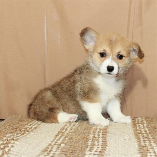 Pembroke Welsh Corgi DOG Female Red / White 5592 Petland Pensacola, Florida