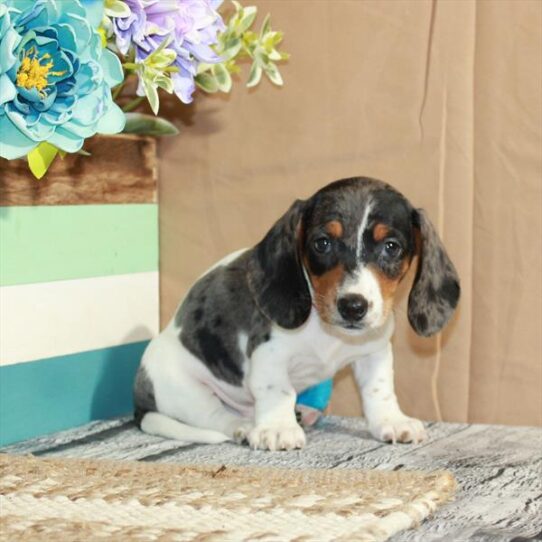 Dachshund DOG Male Black / Tan 5593 Petland Pensacola, Florida