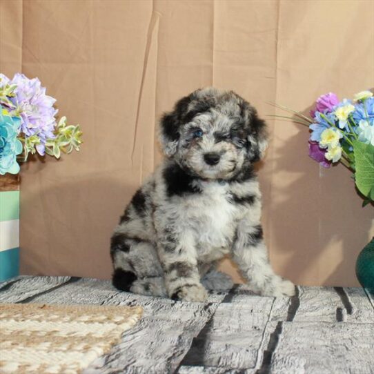 Whoodle-DOG-Female-Blue Merle-5594-Petland Pensacola, Florida