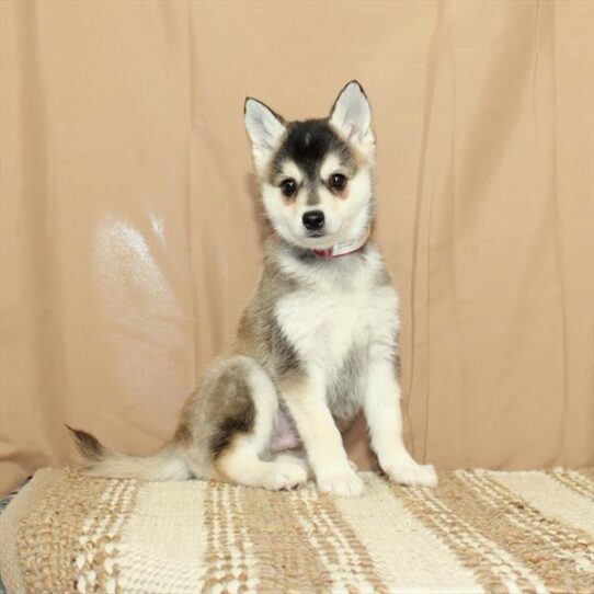 Alaskan Klee Kai DOG Male Red / White 5595 Petland Pensacola, Florida