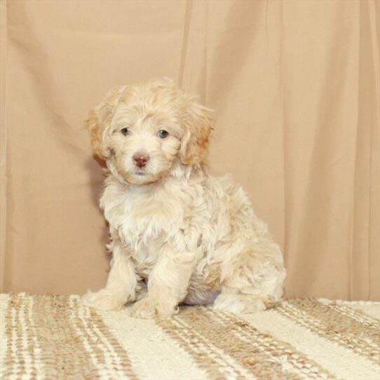 Mini Labradoodle 2nd Gen DOG Male Apricot 5598 Petland Pensacola, Florida