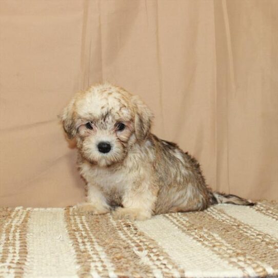 Dandie Dinmont Terrier-DOG-Female-Mustard-5599-Petland Pensacola, Florida