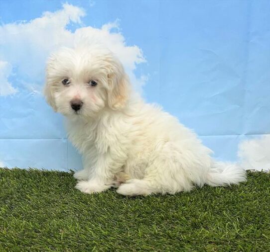 Bichon/Lhasa DOG Female Cream 5600 Petland Pensacola, Florida