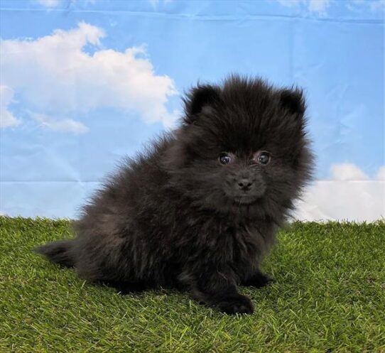 Pomeranian DOG Male Black 5602 Petland Pensacola, Florida