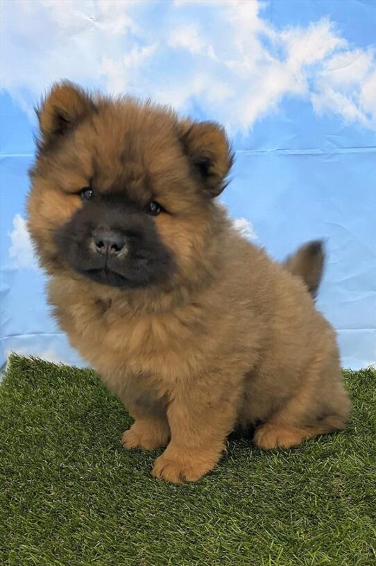 Chow Chow DOG Male Cinnamon 5603 Petland Pensacola, Florida