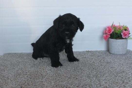 Mini Schnauzer DOG Male Black 5610 Petland Pensacola, Florida