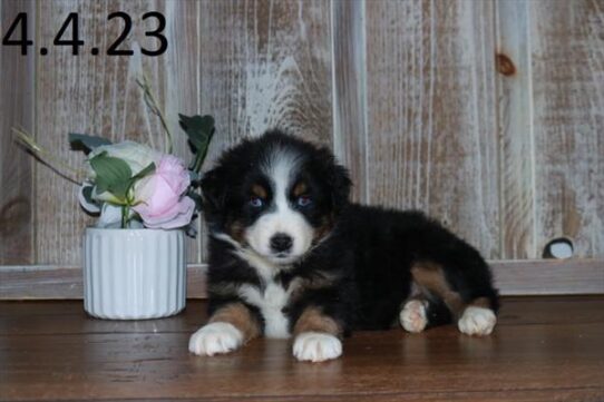 Australian Shepherd DOG Female Tri-Colored 5611 Petland Pensacola, Florida