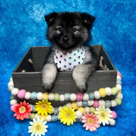 Keeshond DOG Female Black / Silver 5613 Petland Pensacola, Florida