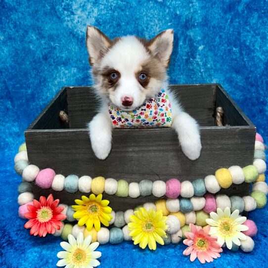 Pomsky 2nd Gen DOG Female Brown / White 5608 Petland Pensacola, Florida