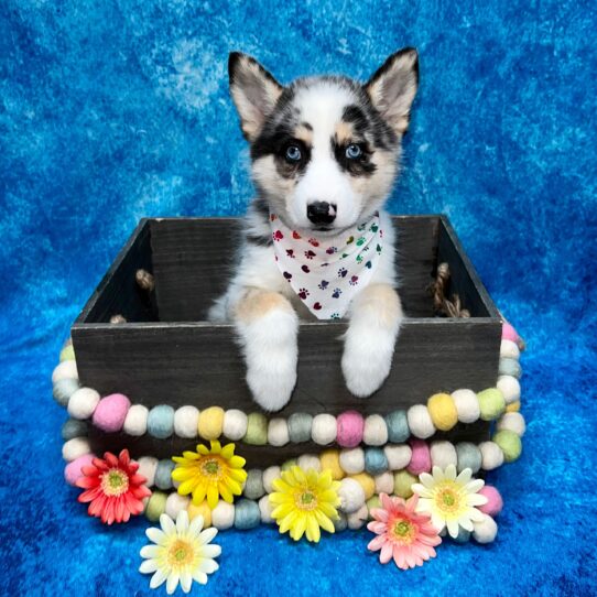 Pomsky 2nd Gen DOG Male Blue Merle 5607 Petland Pensacola, Florida