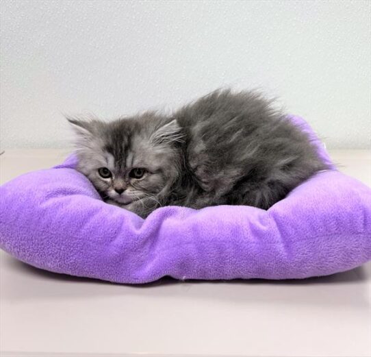 Persian KITTEN Female Blue Shaded Silver 5636 Petland Pensacola, Florida