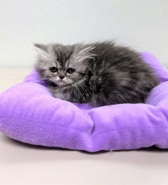 Persian KITTEN Female Blue / Silver 5637 Petland Pensacola, Florida