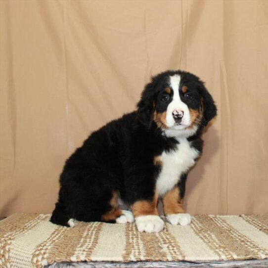 Bernese Mountain Dog DOG Male Black White / Tan 5638 Petland Pensacola, Florida